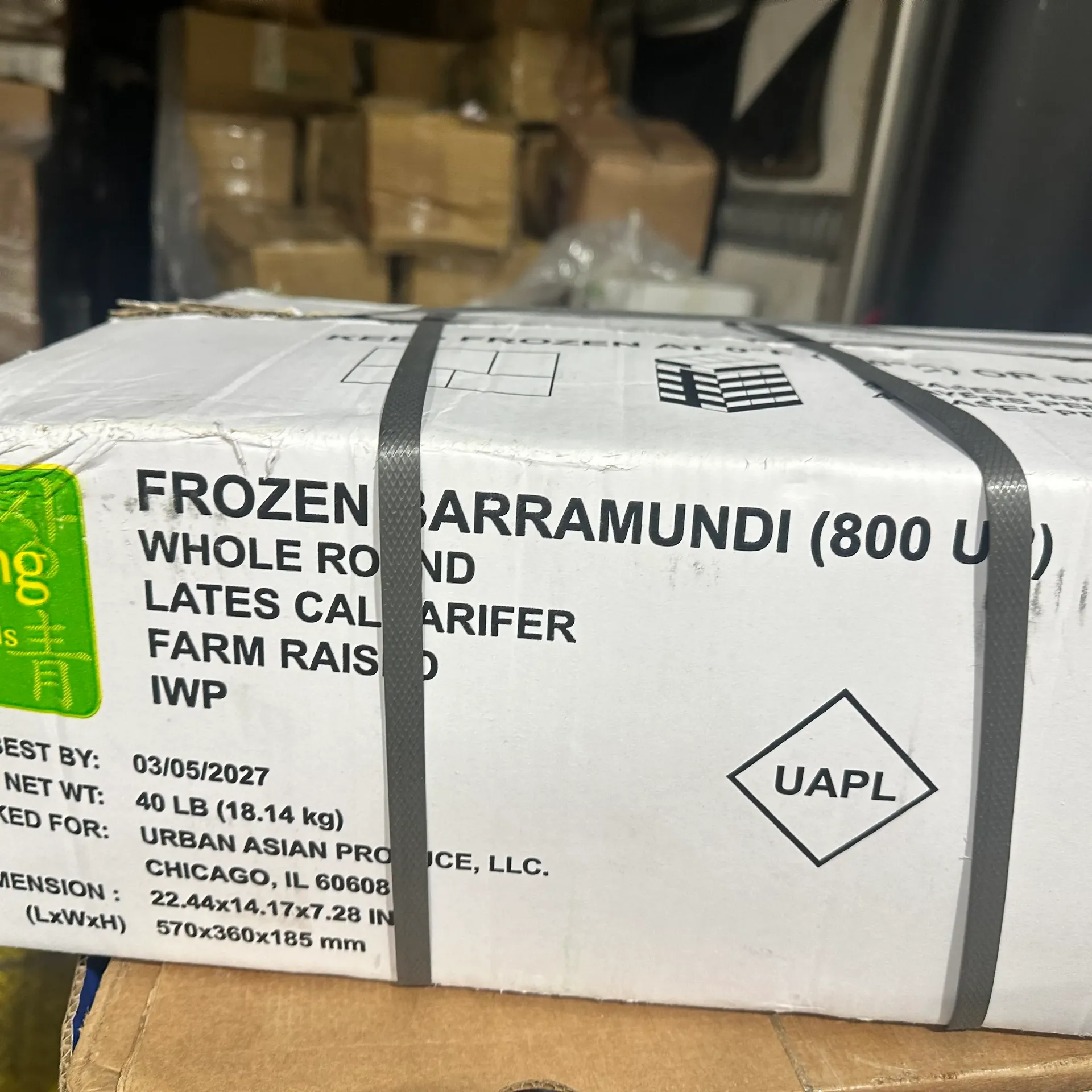 Baramundi fish 40lbs