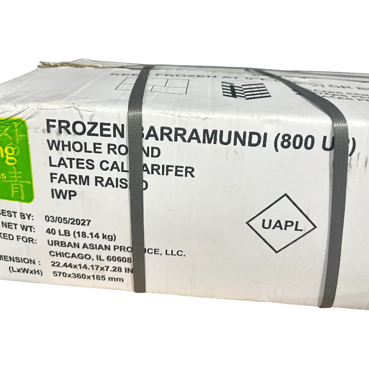 BARRAMUNDI FISH 40LB