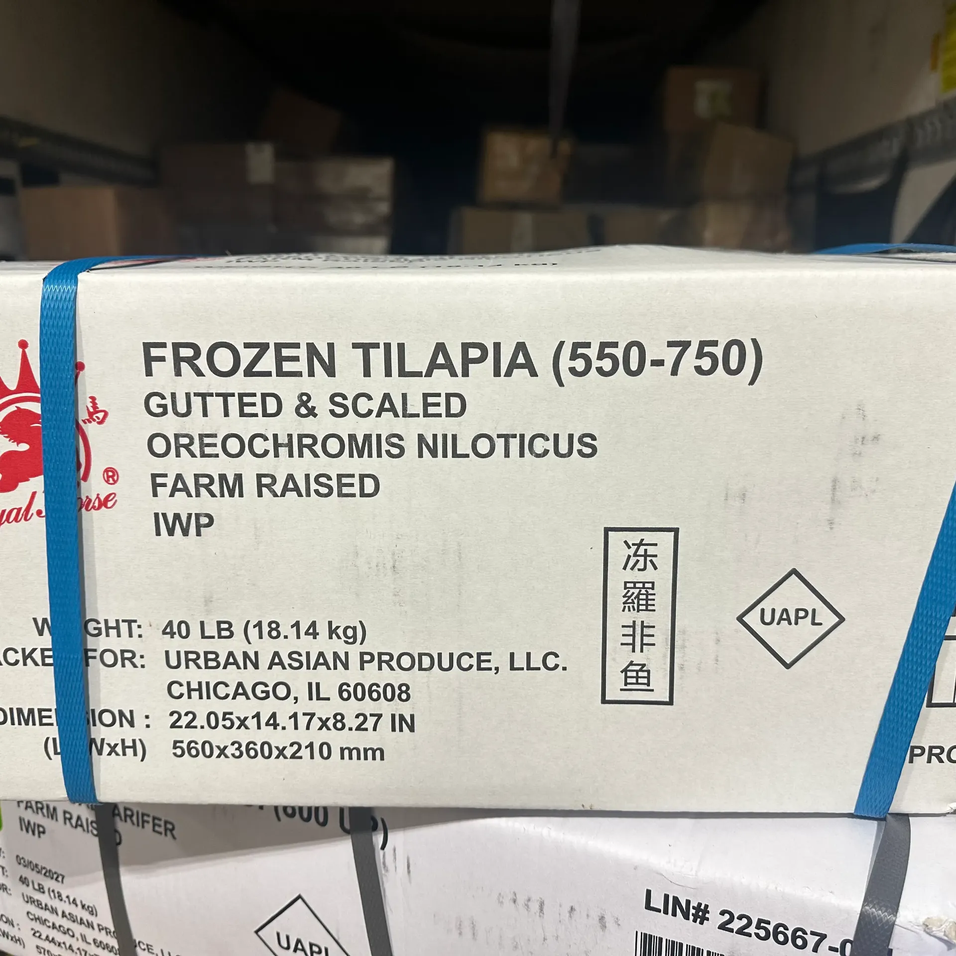 TILAPIA WHOLE 40LB